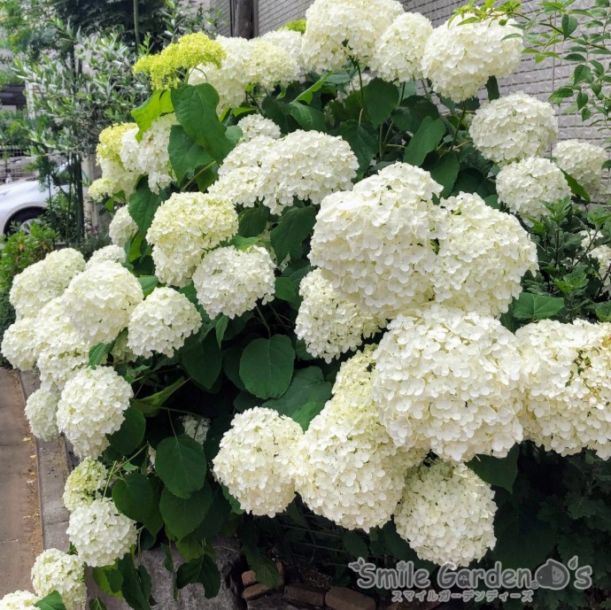 アナベル　庭の花　加古川