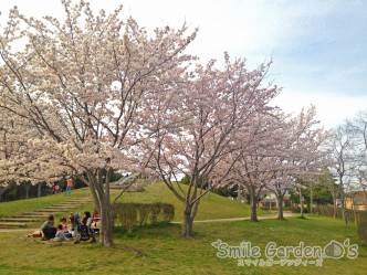 桜 スマイルガーデン 庭デザイン