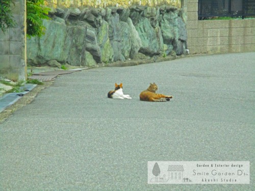 明石市の皆様！ガーデンルームがあると気持ちいい季節到来です♪