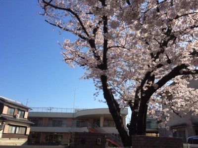 桜❀満開ですヾ(o´∀｀o)ﾉ　～Smile Garden D's～