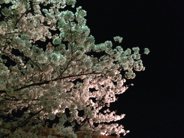 夜桜