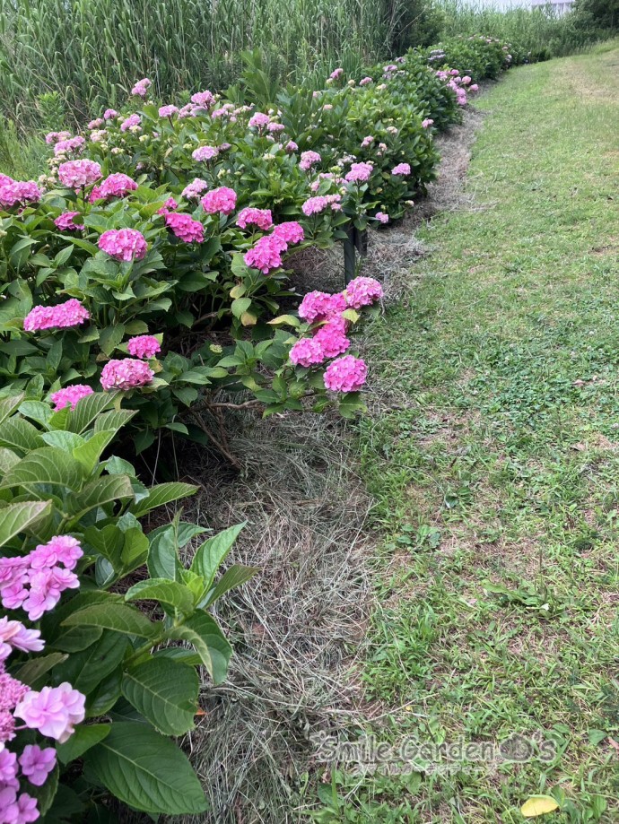 アジサイ　寺田池　加古川