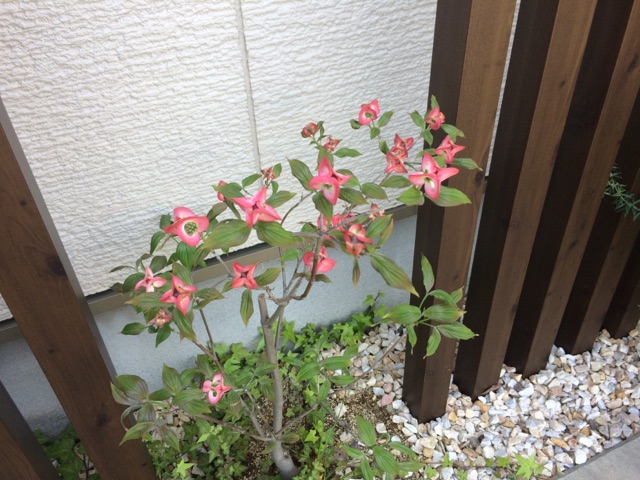 春です(*´∇｀*)　満開です❀❀