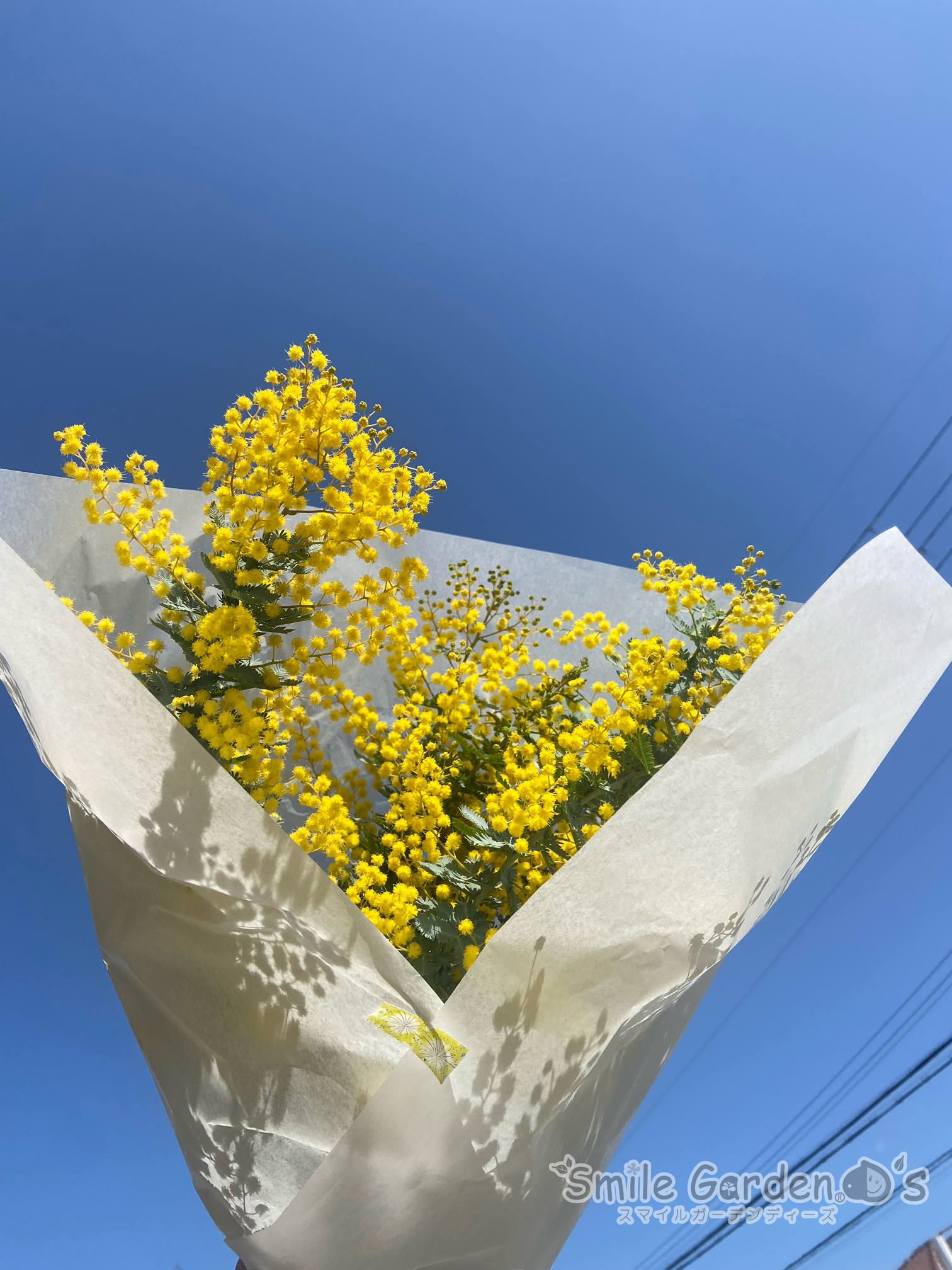 ミモザ 植栽 花壇