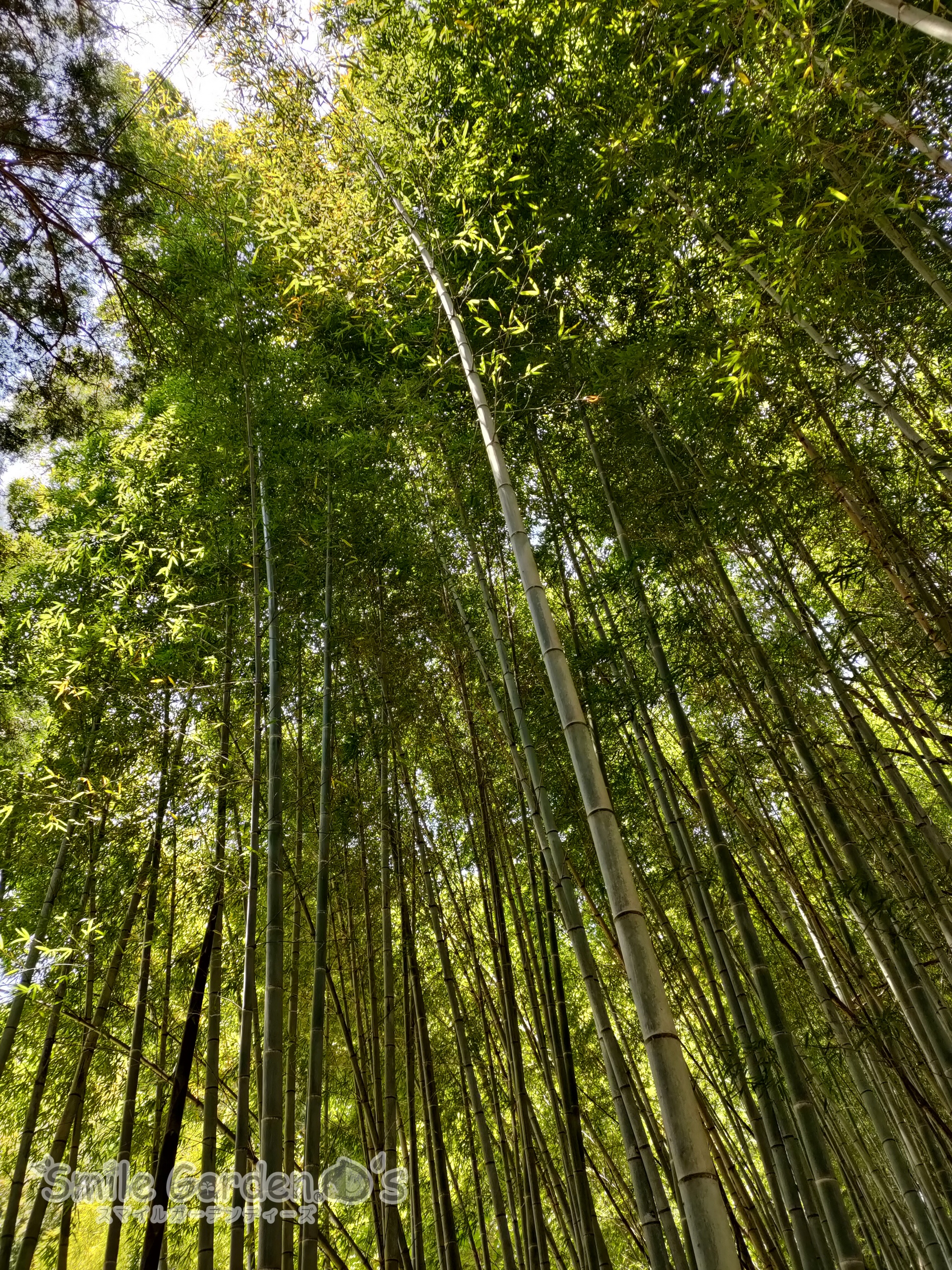 竹林 稲美町 大型カーポート