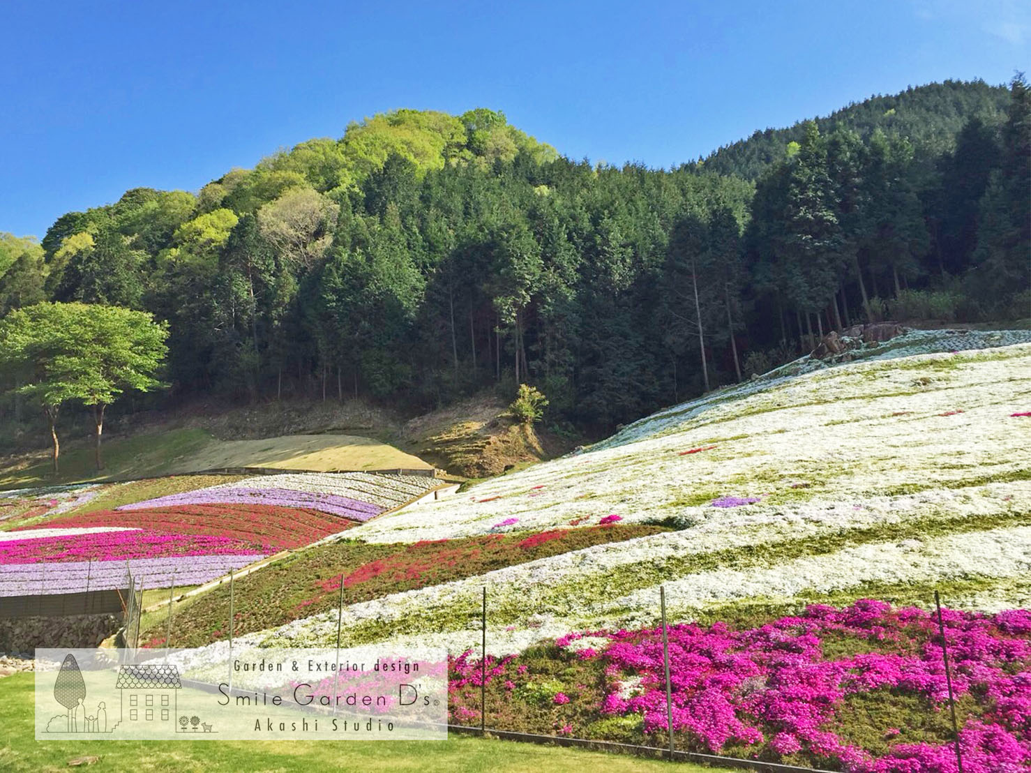 スマイルガーデン大久保 芝桜