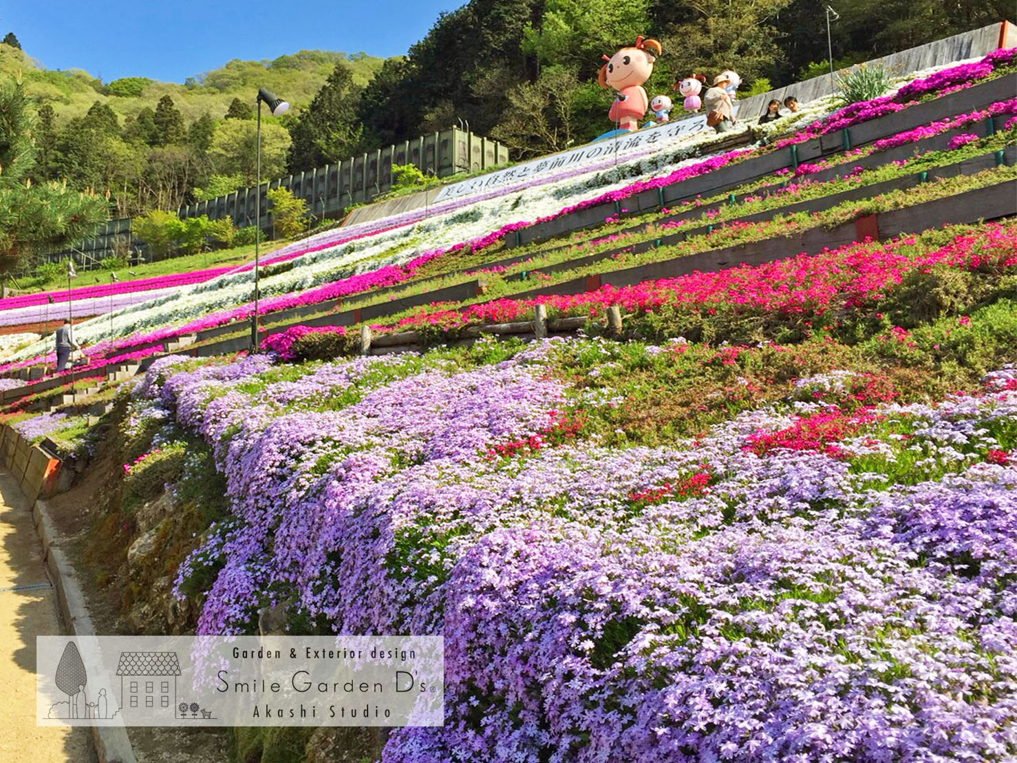 スマイルガーデン明石 芝桜