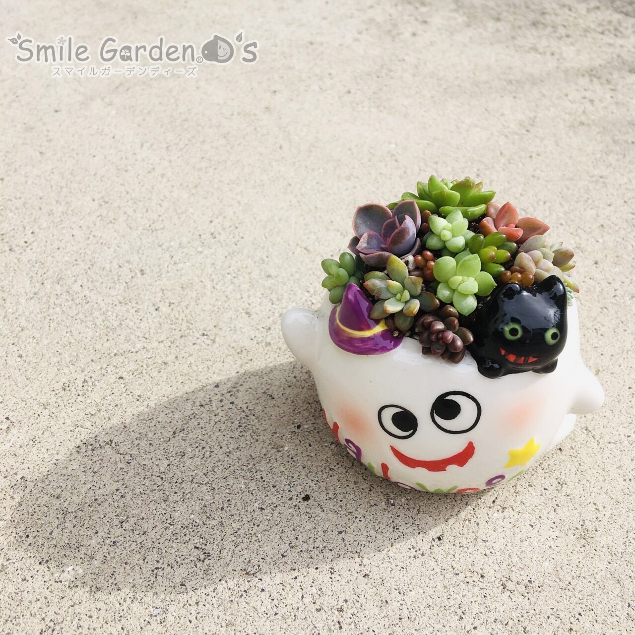 多肉植物 稲美町 こだわりの庭