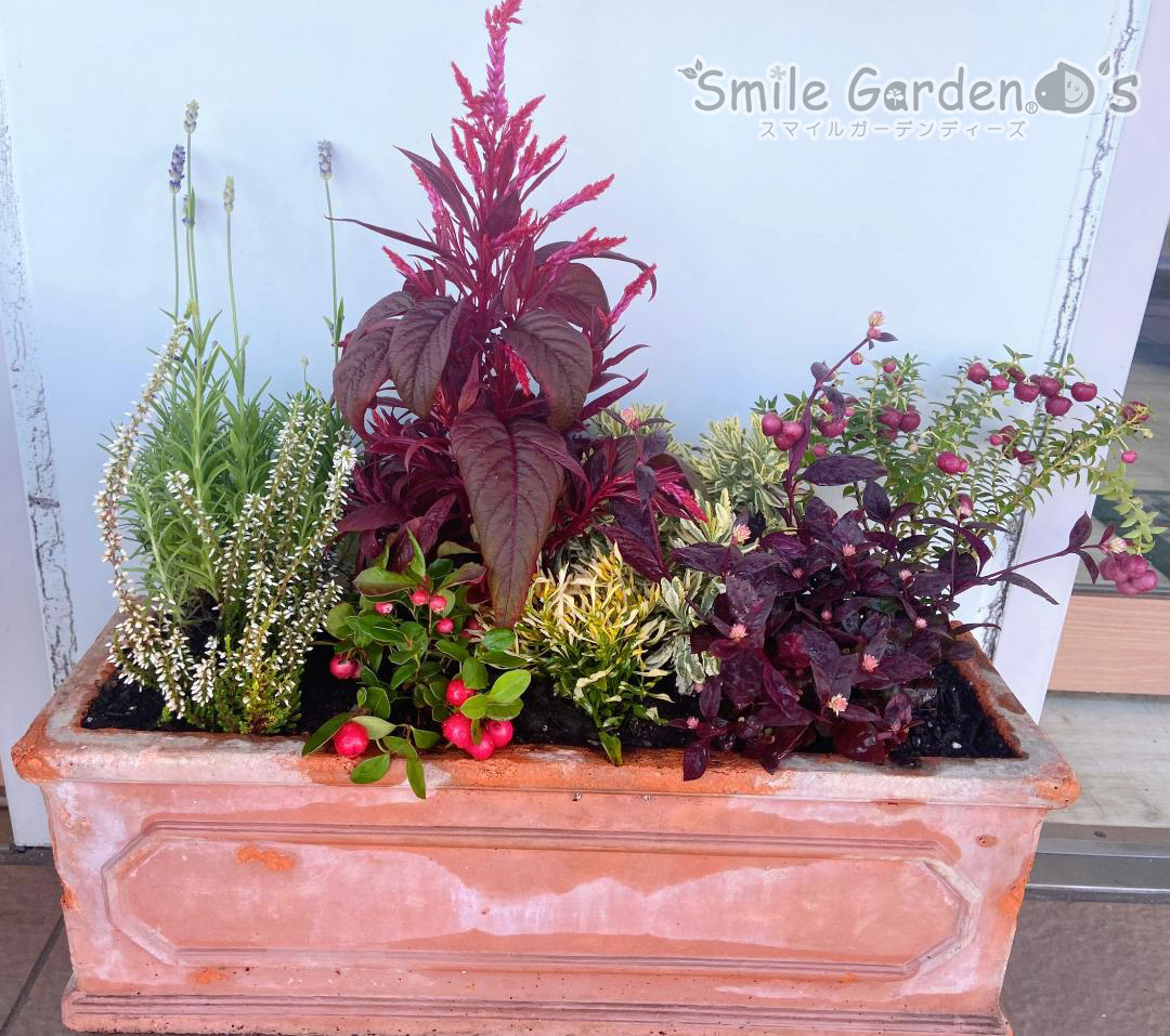 寄せ植え 植栽 花壇