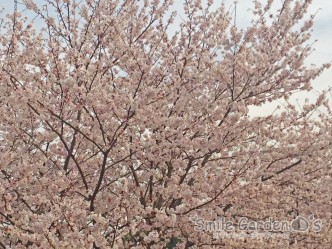 桜 スマイルガーデン 庭デザイン