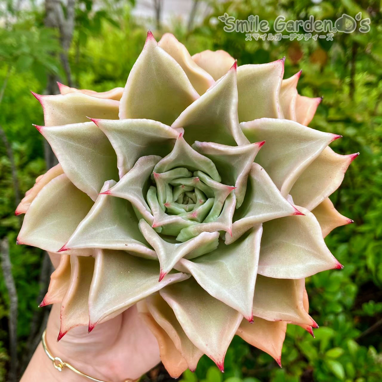 多肉植物 稲美町 カーポート