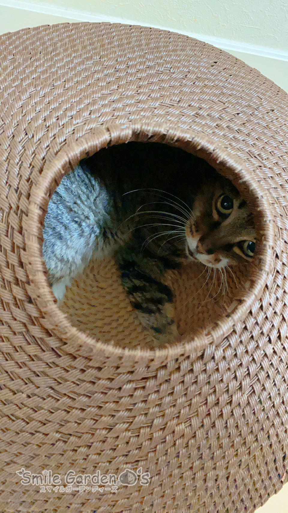 猫のいる暮らし 加古川 リフォーム
