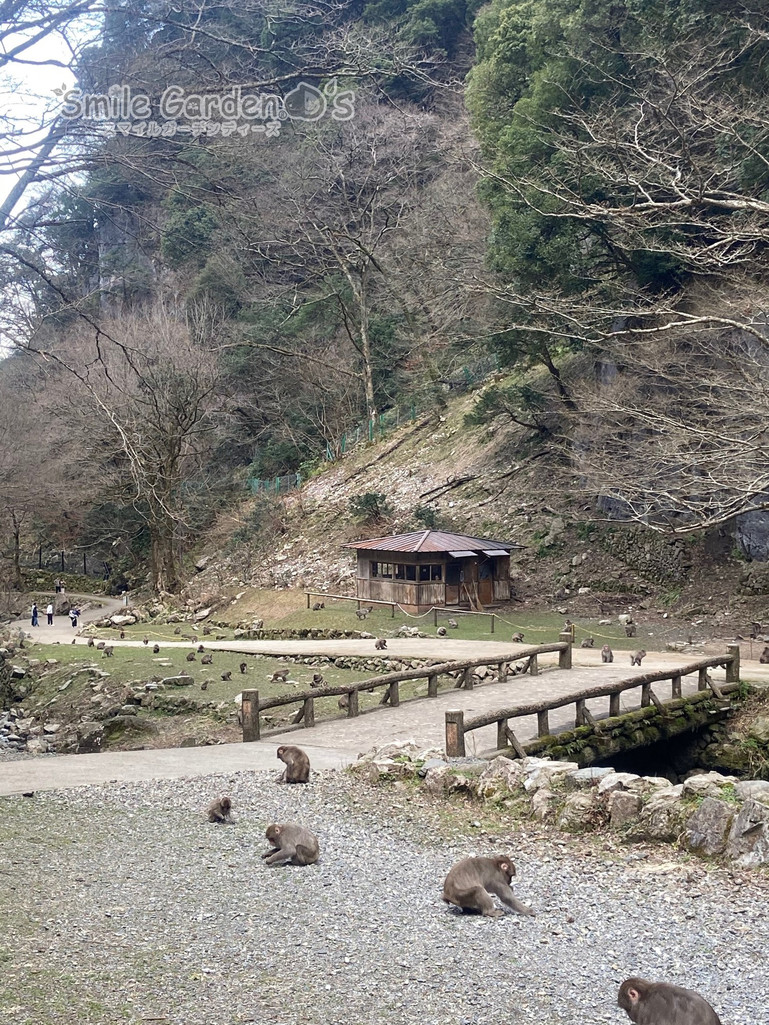 猿 稲美町 庭まわり