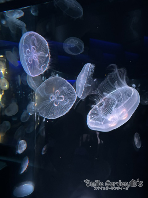水族館　外構　プール