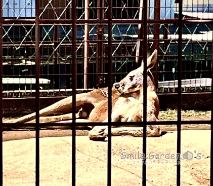 カンガルー
