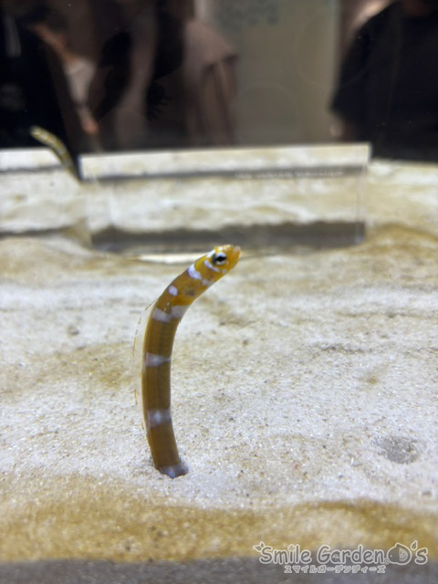 水族館　外構　プール