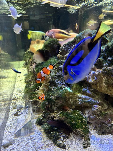 ★京都水族館に行ってきました★